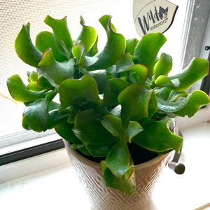 Meet your Posher, Jennie